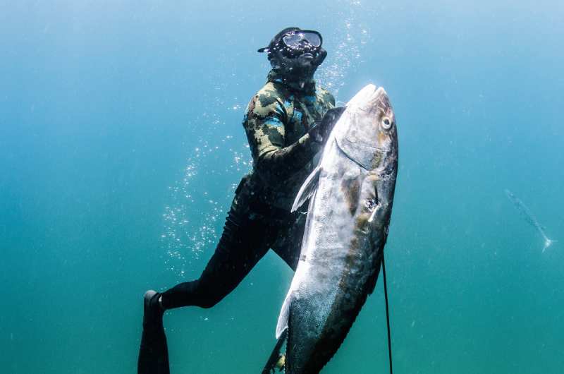 spearfishing sunshine coast